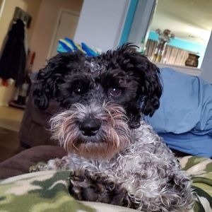 Meet your Posher, Wade